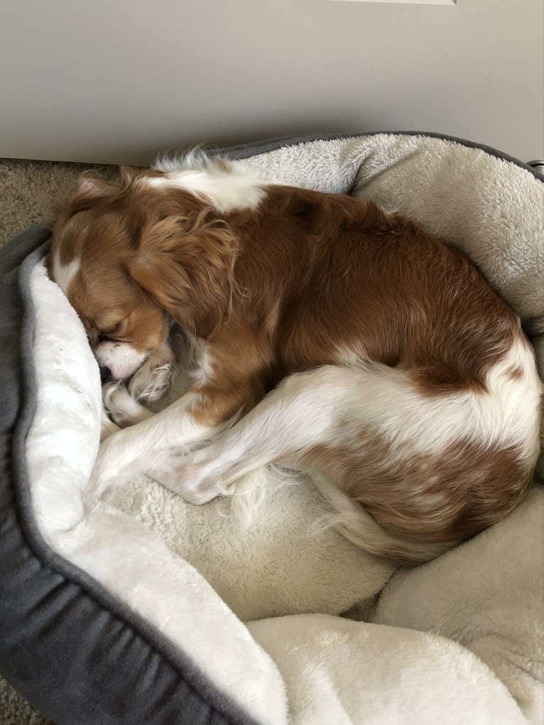 Otis, a Cavapoo tested with EmbarkVet.com