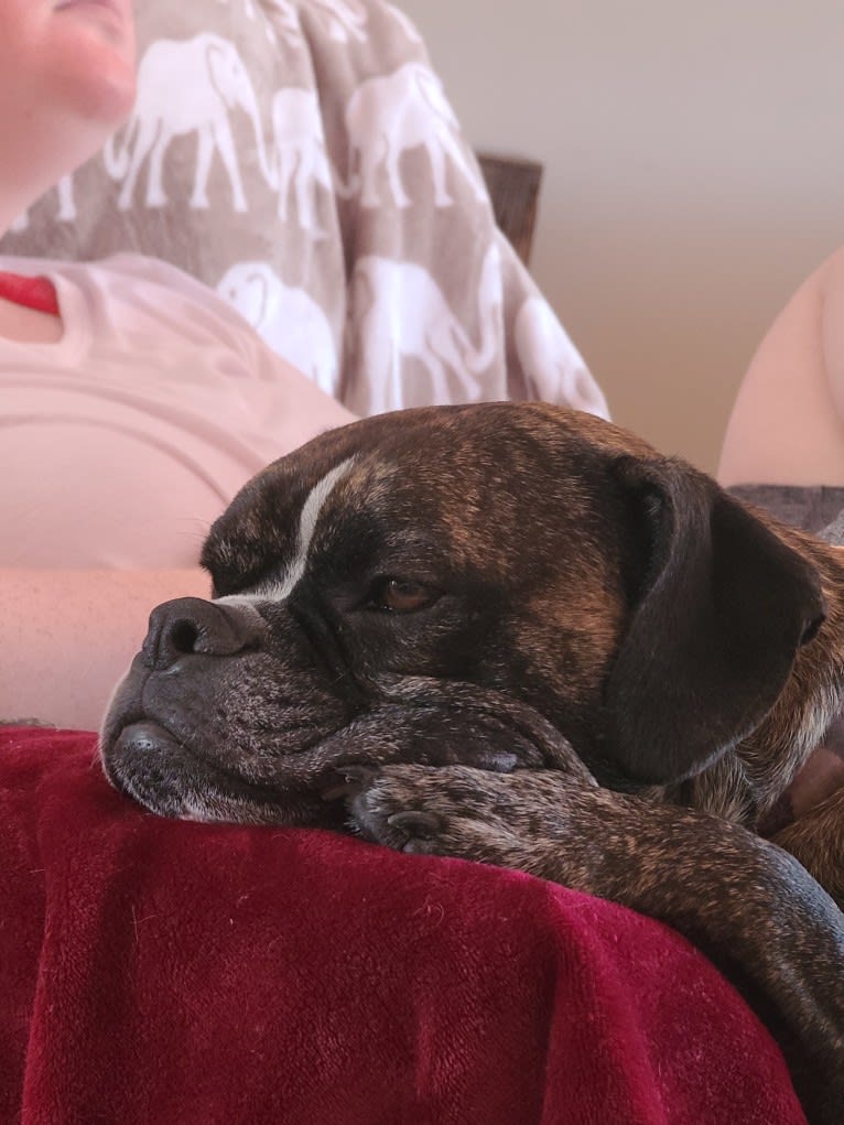 Monty, a Bulldog and American Bulldog mix tested with EmbarkVet.com