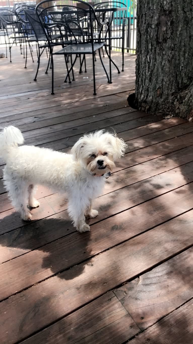 Cash Money, a Shih Tzu and Maltese mix tested with EmbarkVet.com