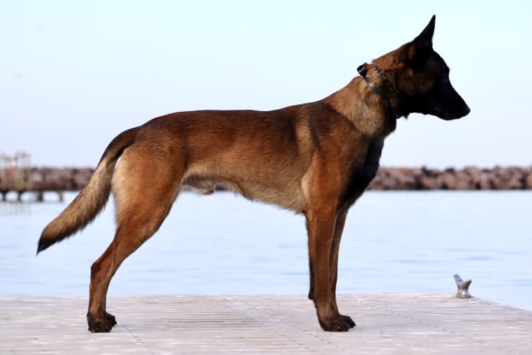 Valor, a Belgian Shepherd tested with EmbarkVet.com