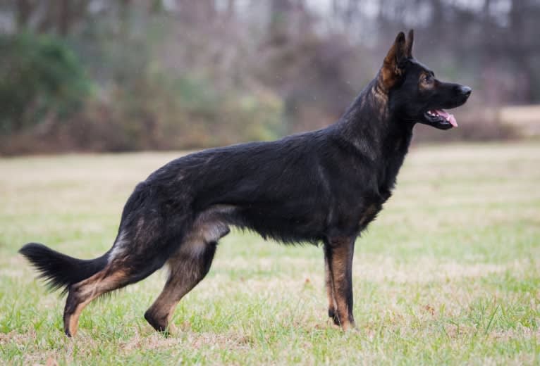 Jekyll, a German Shepherd Dog tested with EmbarkVet.com