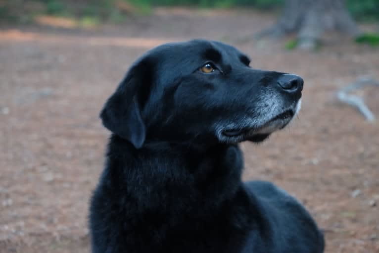 Riley, a Weimaraner and Labrador Retriever mix tested with EmbarkVet.com