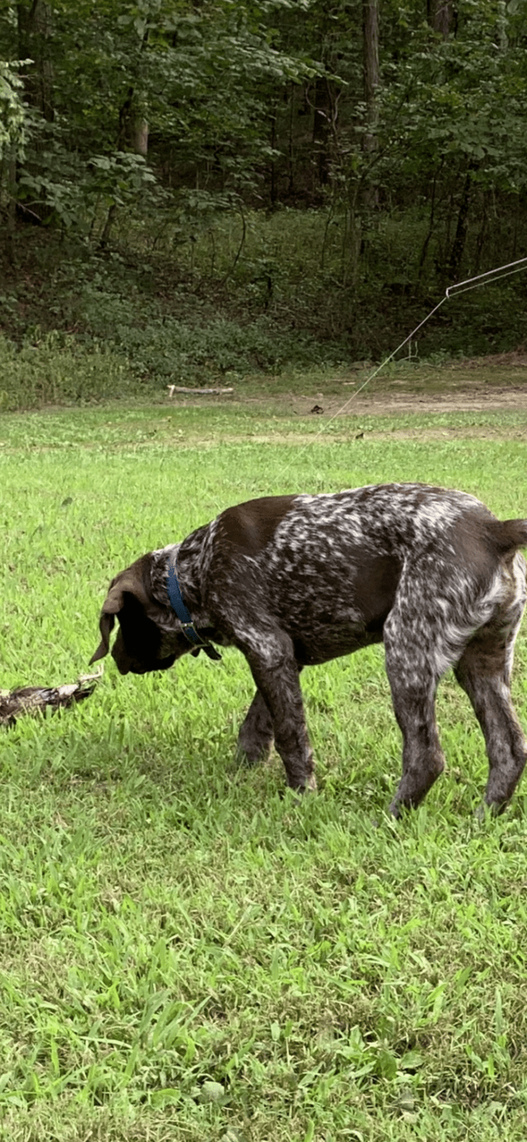 Dutton, a German Shorthaired Pointer tested with EmbarkVet.com