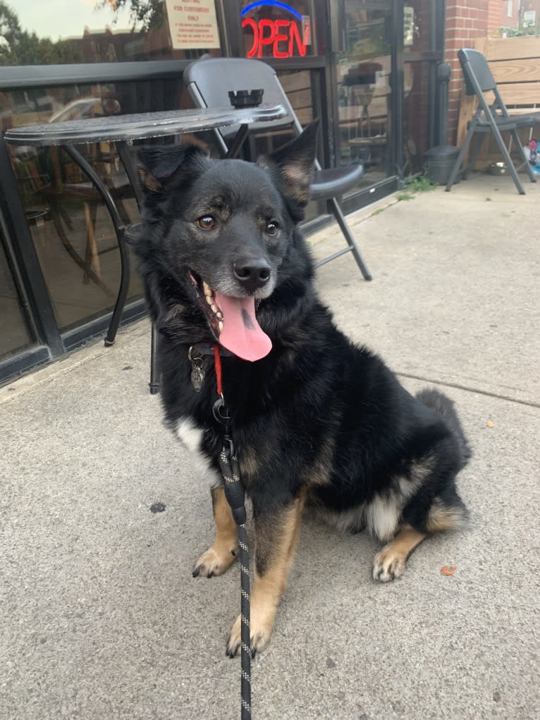 Remy, a Norwegian Elkhound and Australian Shepherd mix tested with EmbarkVet.com