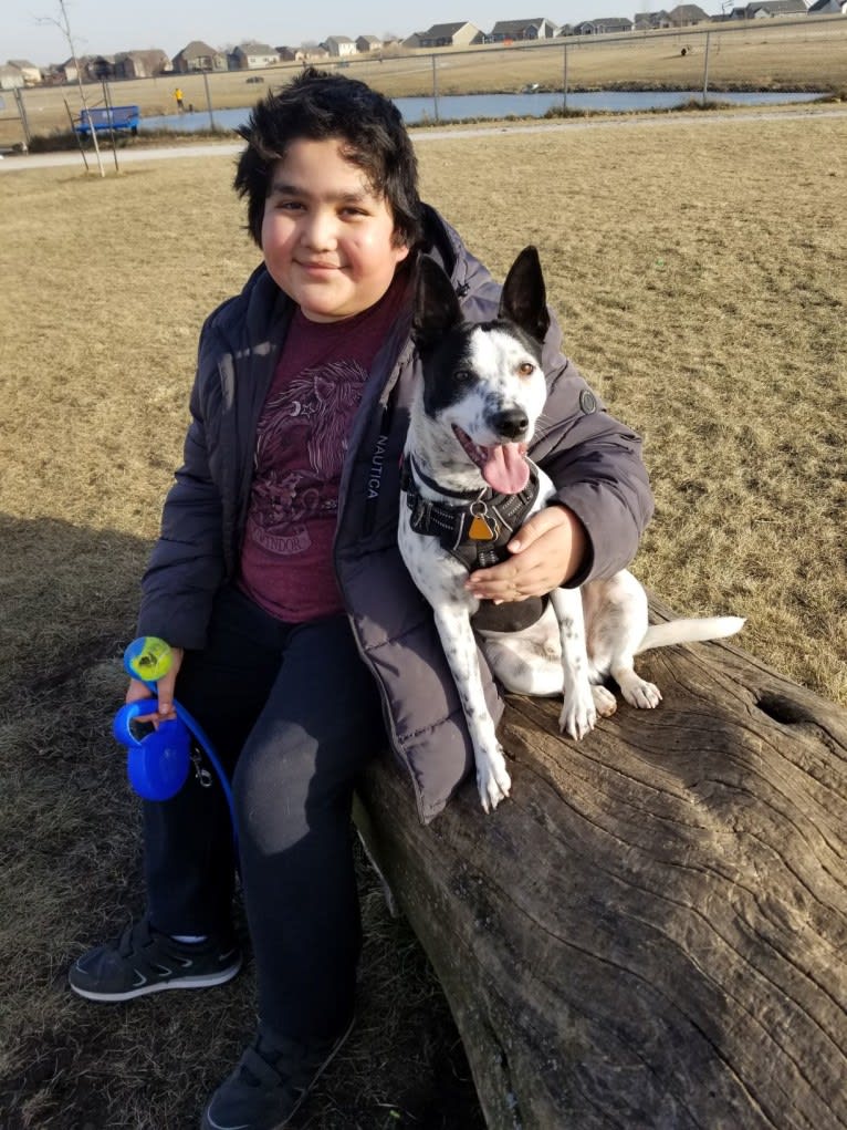 Sigmund, a Rat Terrier and Australian Cattle Dog mix tested with EmbarkVet.com