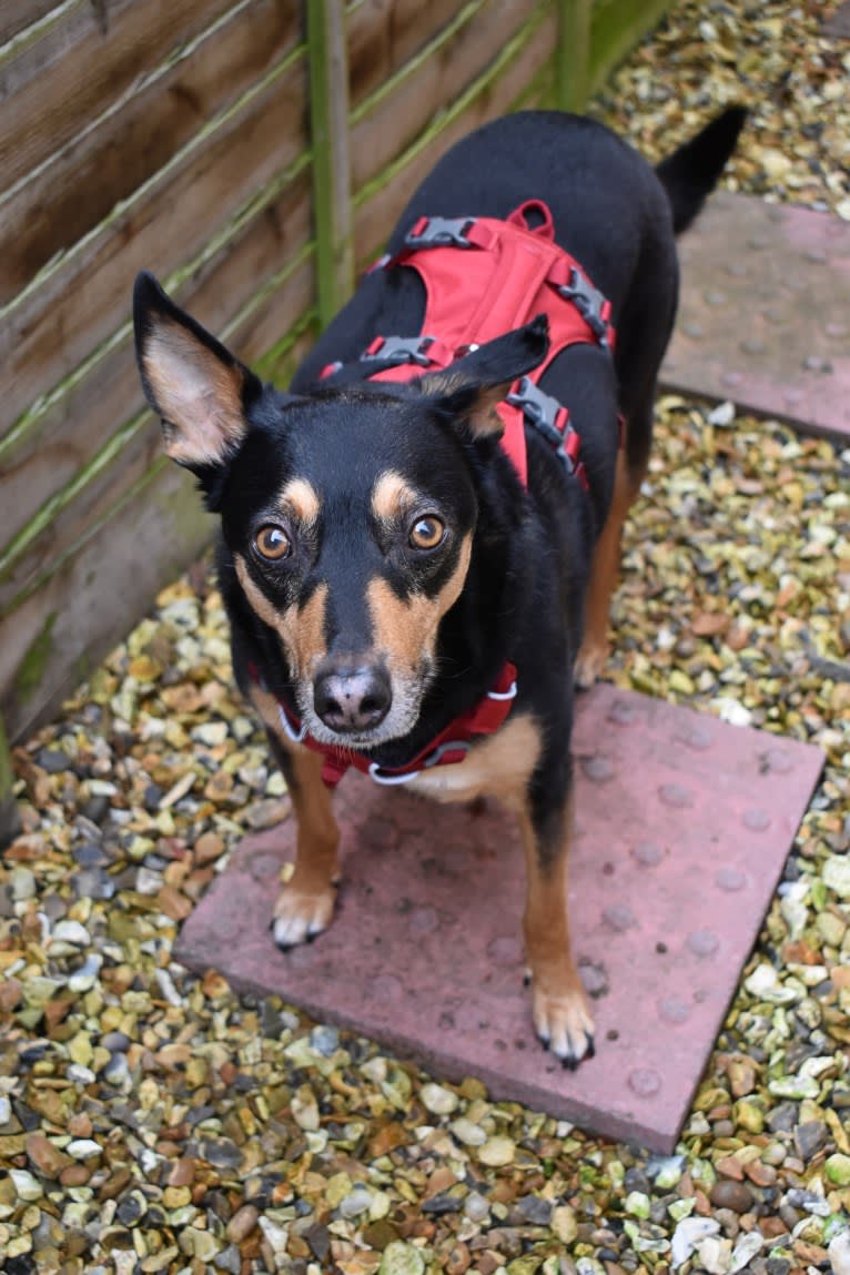 Tempo, an European Village Dog tested with EmbarkVet.com