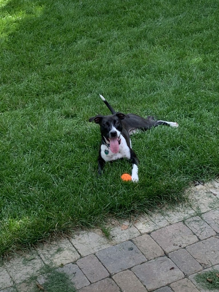 Ada, an American Pit Bull Terrier and Labrador Retriever mix tested with EmbarkVet.com