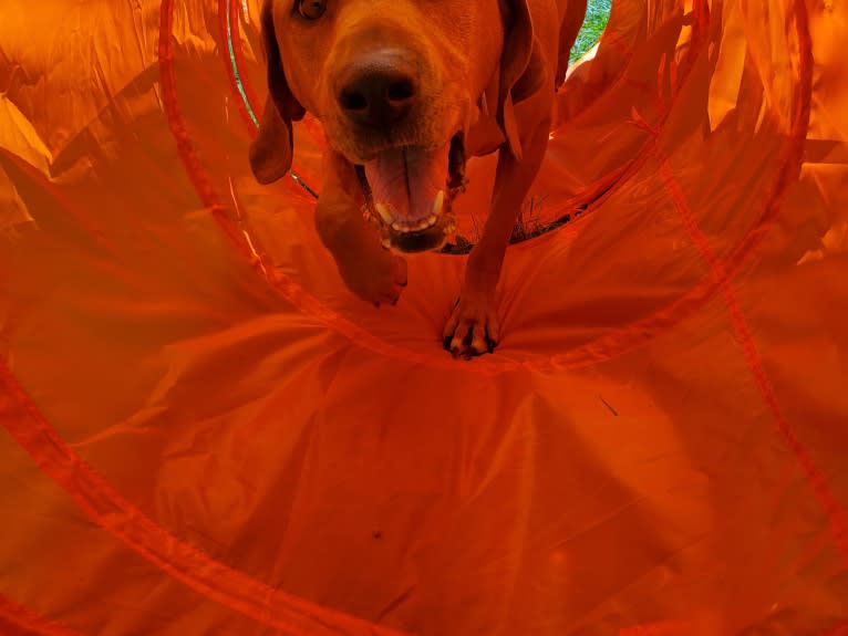 Gus, a Redbone Coonhound and American Pit Bull Terrier mix tested with EmbarkVet.com