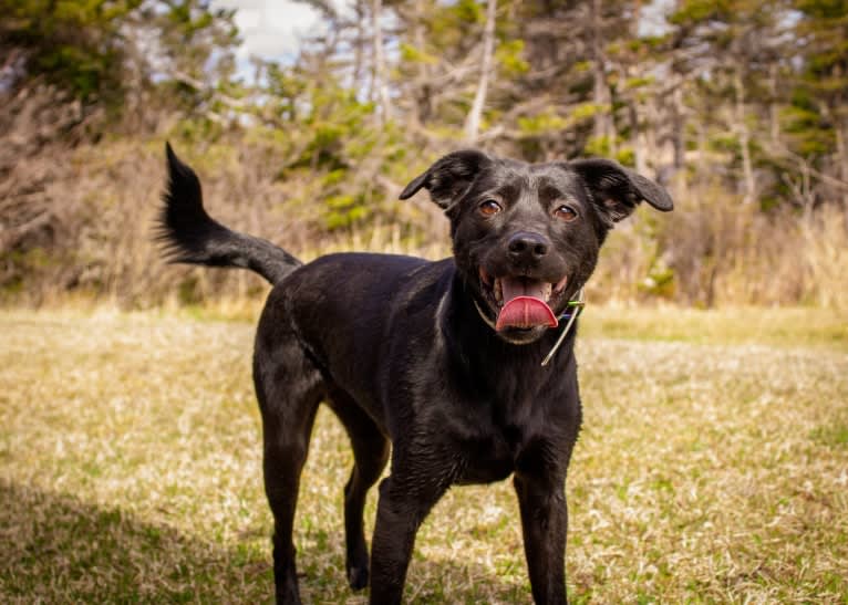 Cinder, a Newfoundland and Labrador Retriever mix tested with EmbarkVet.com