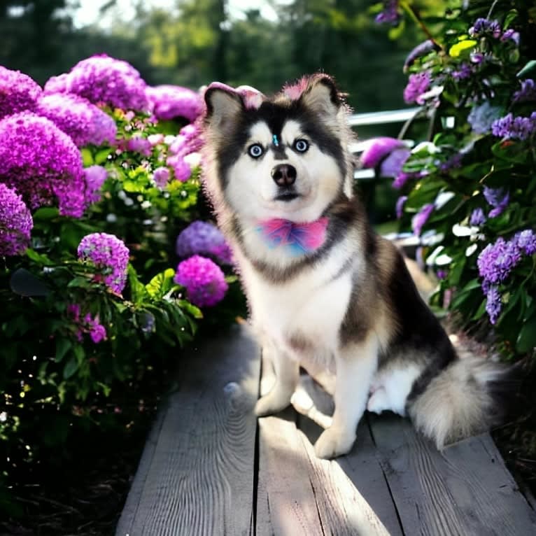 Brady, a Pomsky tested with EmbarkVet.com