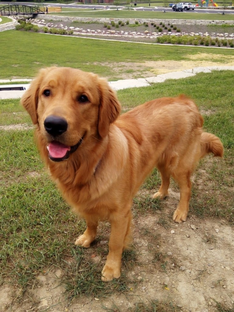 Pierre-luc, a Golden Retriever tested with EmbarkVet.com