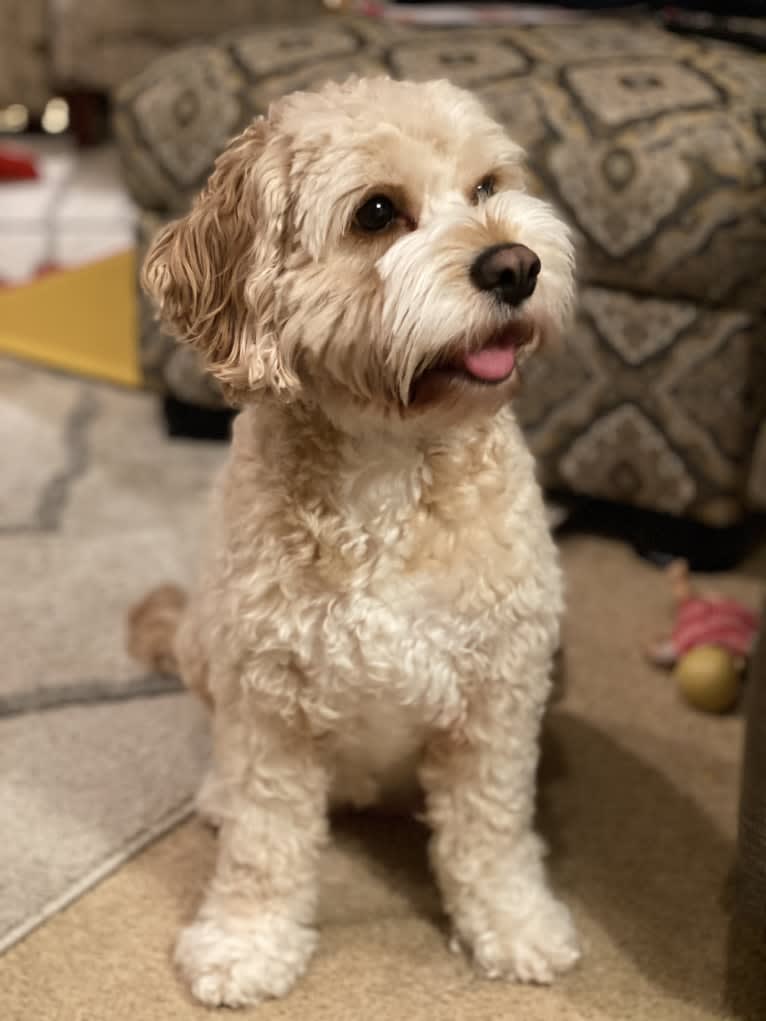 Photo of Clementine, a Cockapoo  in Holton, Indiana, USA