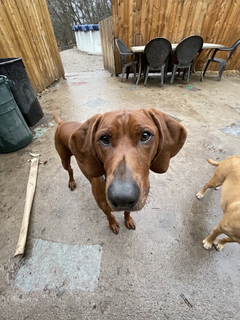 Red, a Redbone Coonhound tested with EmbarkVet.com