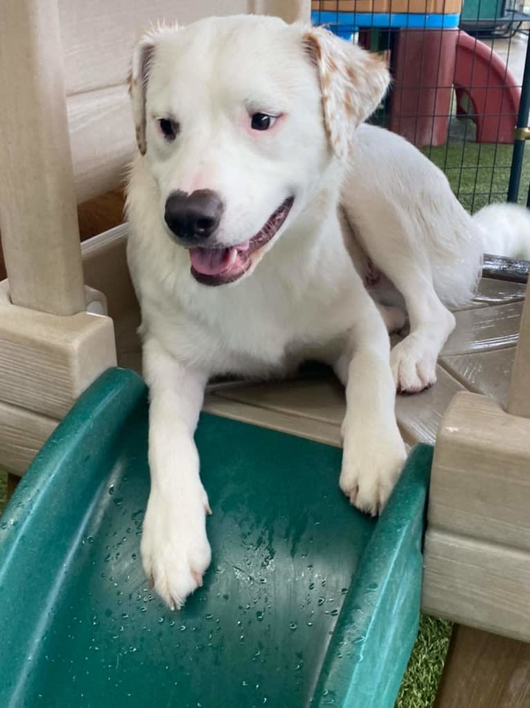 Thor, an American Pit Bull Terrier and Australian Shepherd mix tested with EmbarkVet.com