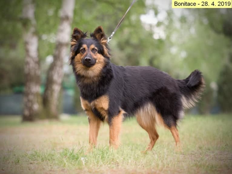 Bugi z Repinskeho dolu (Luna), a Bohemian Shepherd tested with EmbarkVet.com