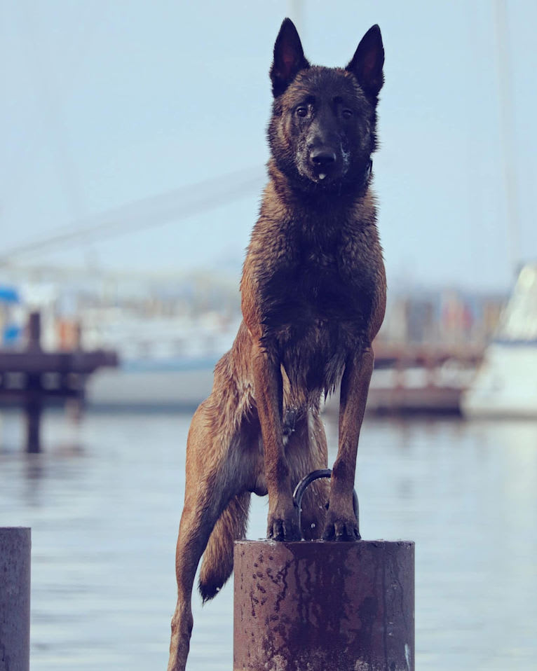 Valor, a Belgian Shepherd tested with EmbarkVet.com