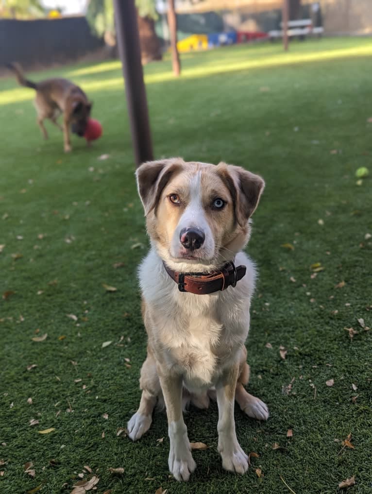 Archie, an Australian Shepherd and Jindo mix tested with EmbarkVet.com