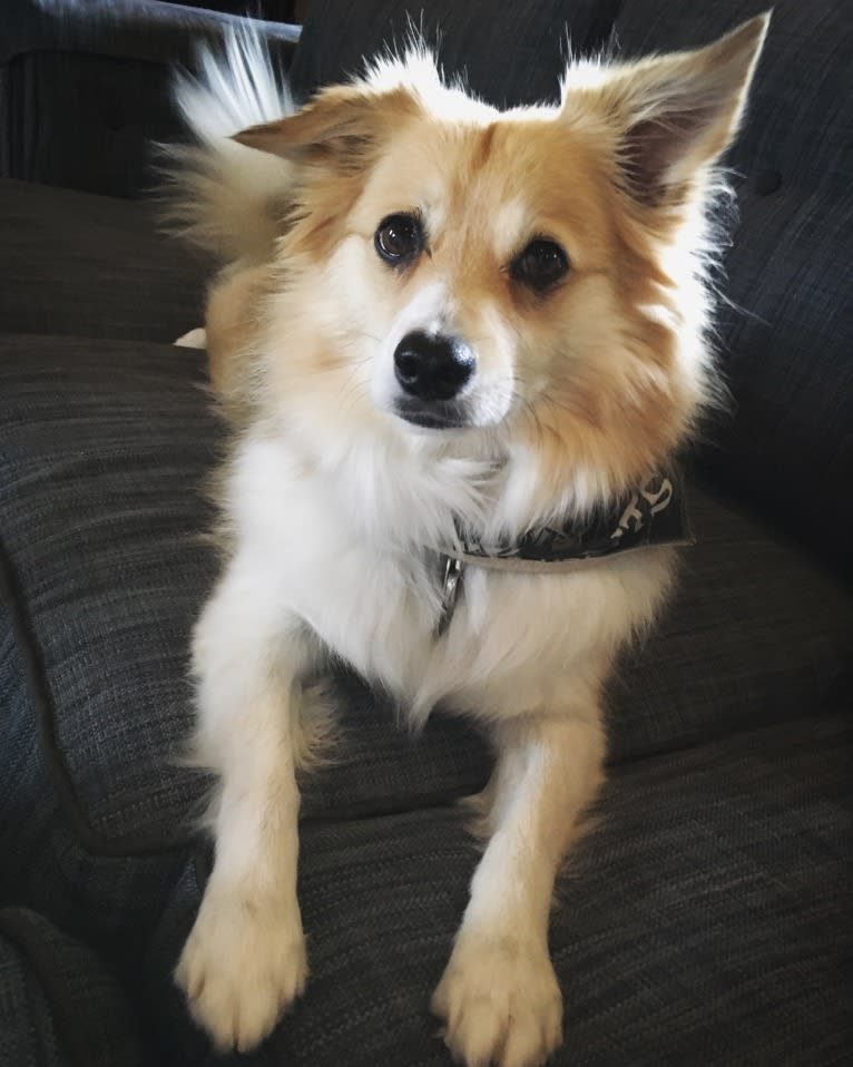 Eevee, an American Eskimo Dog and Miniature/MAS-type Australian Shepherd mix tested with EmbarkVet.com