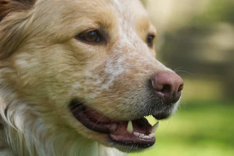 Wendy, a Great Pyrenees and American Pit Bull Terrier mix tested with EmbarkVet.com