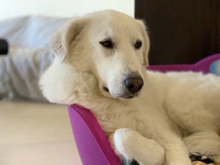 Abigail, an Eastern European Village Dog tested with EmbarkVet.com