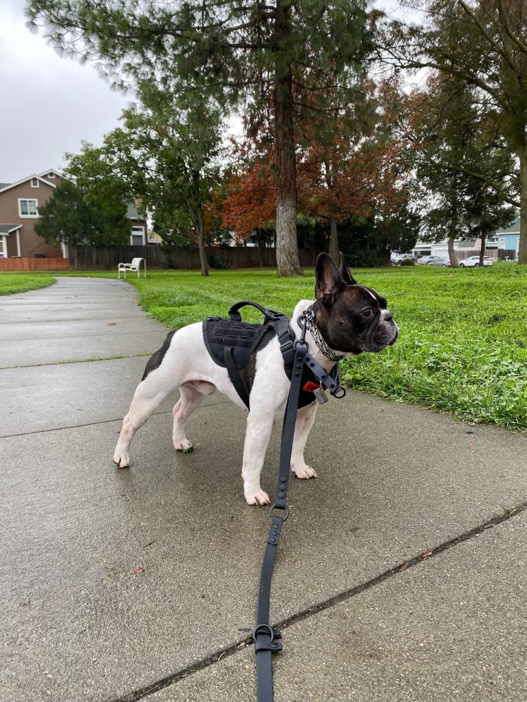 Koichi “Kohh”, a French Bulldog tested with EmbarkVet.com