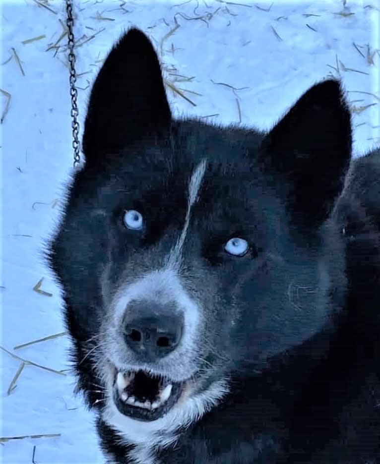 Pepe, a Siberian Husky and Alaskan-type Husky mix tested with EmbarkVet.com