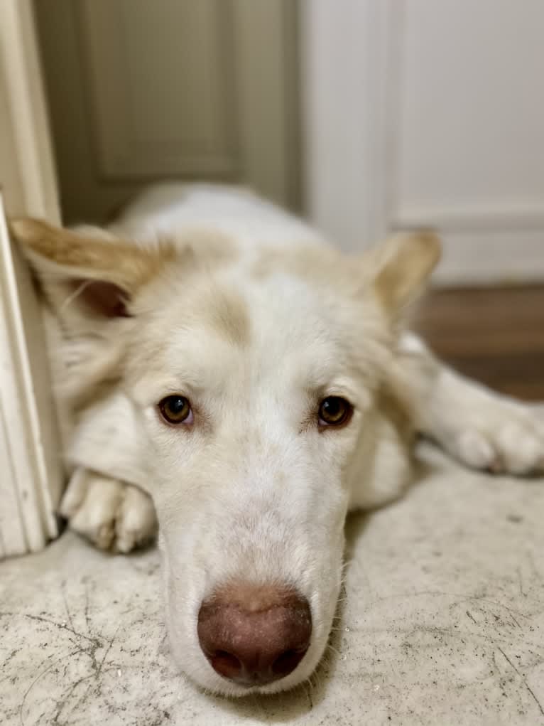 Odie, a Siberian Husky and Australian Cattle Dog mix tested with EmbarkVet.com