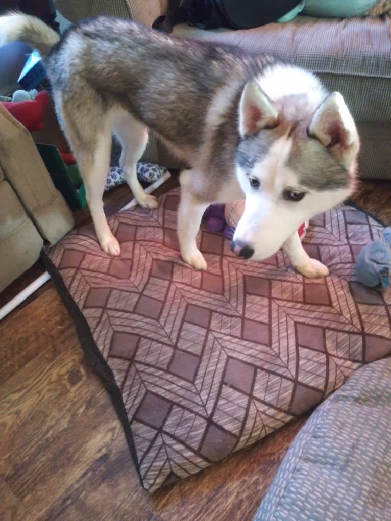 Everest, a Gerberian Shepsky tested with EmbarkVet.com