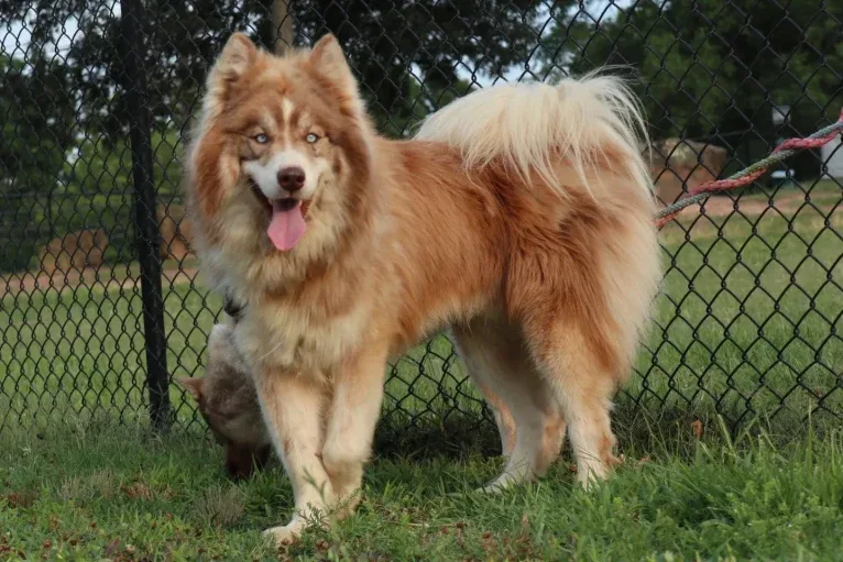 Sokka, a Siberian Husky tested with EmbarkVet.com