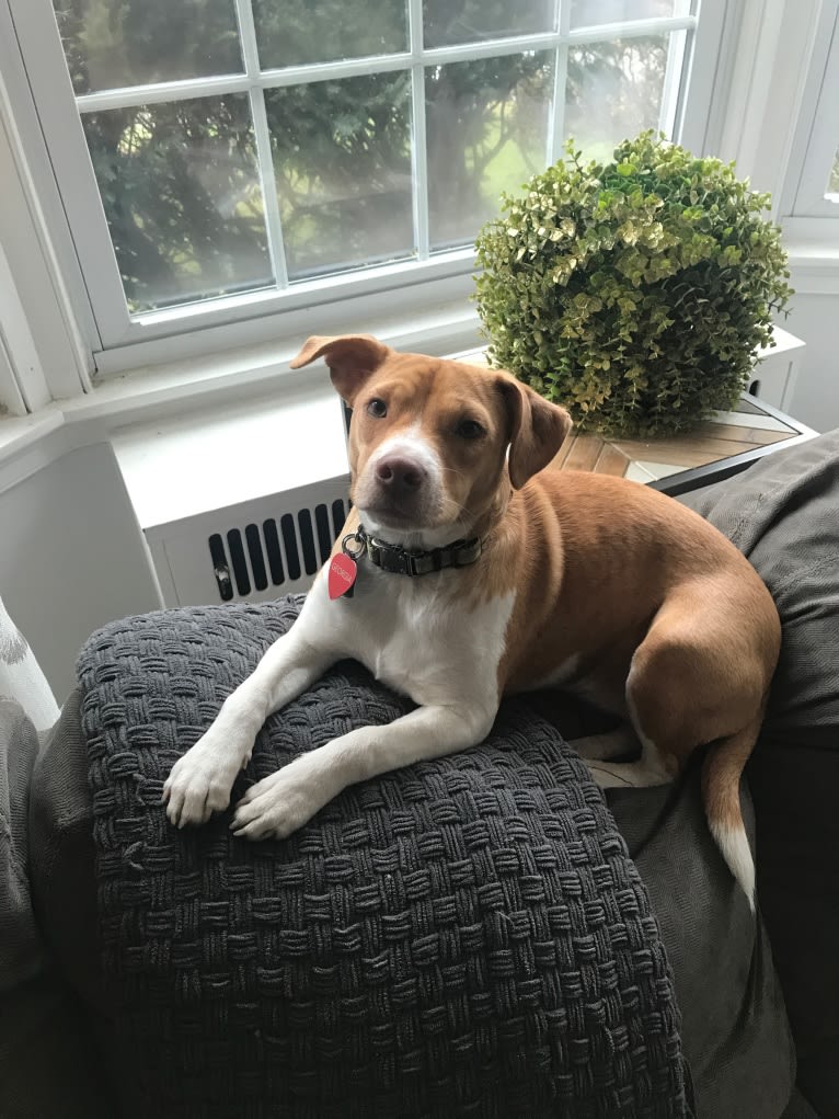 Georgia, a Russell-type Terrier and Chinese Shar-Pei mix tested with EmbarkVet.com