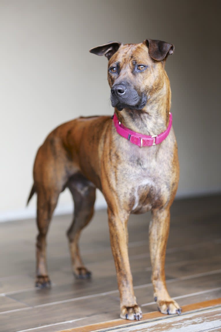 Astro, a Phu Quoc Ridgeback tested with EmbarkVet.com