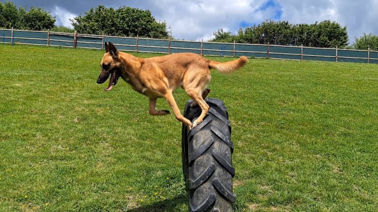 Goldmali quicksilver "zeke", a Belgian Shepherd tested with EmbarkVet.com