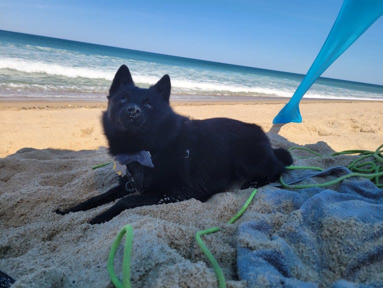 Myotis, a Schipperke tested with EmbarkVet.com