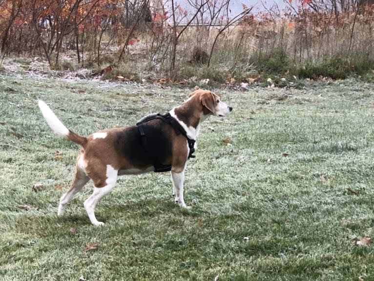 Celia, an American Foxhound tested with EmbarkVet.com