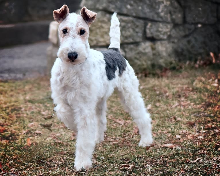 Django, a Wire Fox Terrier tested with EmbarkVet.com