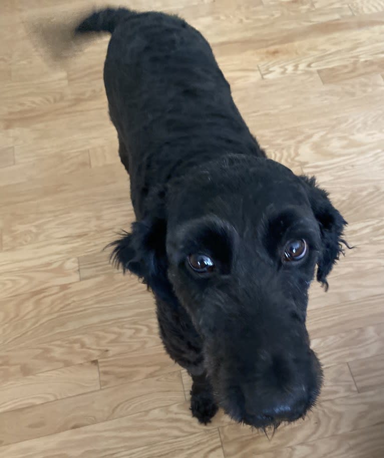 Beau, a Goldendoodle tested with EmbarkVet.com
