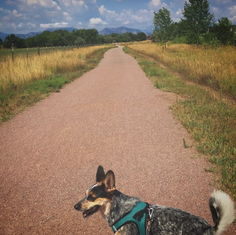 Indy, an Australian Cattle Dog and Boxer mix tested with EmbarkVet.com