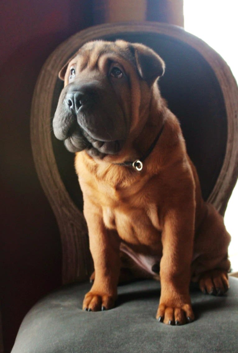 Ringo, a Chinese Shar-Pei tested with EmbarkVet.com