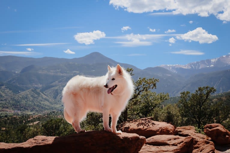 Athena, a German Shepherd Dog and Siberian Husky mix tested with EmbarkVet.com