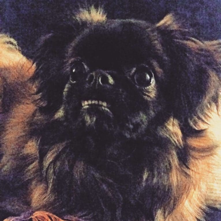 Rango, a Tibetan Spaniel and Papillon mix tested with EmbarkVet.com