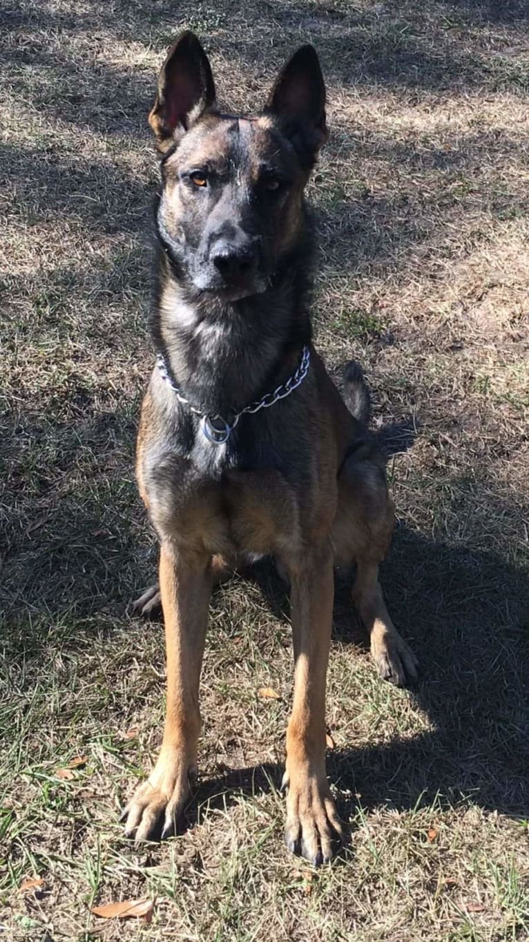 Jagger, a Belgian Malinois and German Shepherd Dog mix tested with EmbarkVet.com