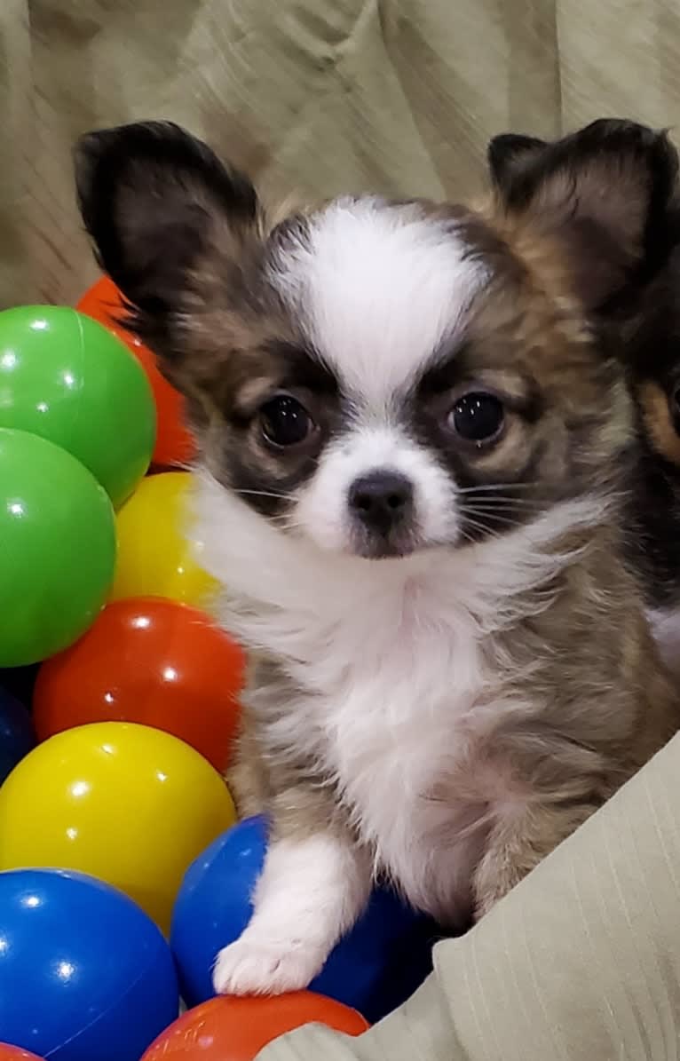 Aussie, a Chihuahua tested with EmbarkVet.com