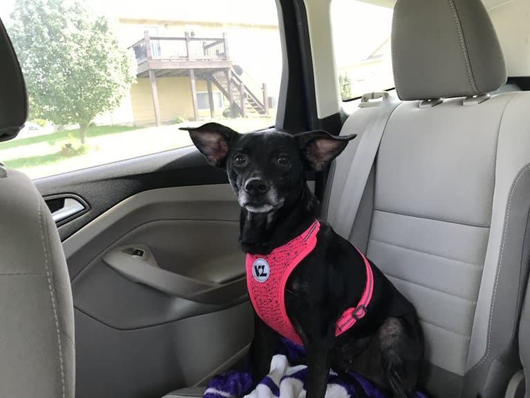 Emmie, a Labrador Retriever and Miniature Schnauzer mix tested with EmbarkVet.com