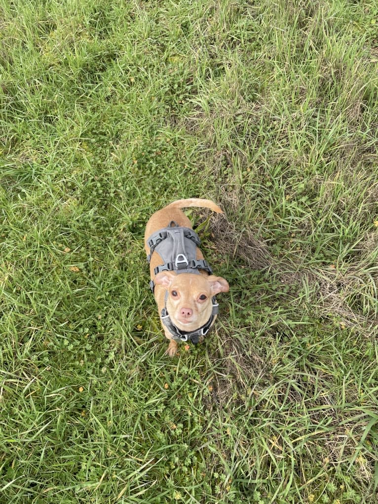Lily, a Chihuahua and Rat Terrier mix tested with EmbarkVet.com
