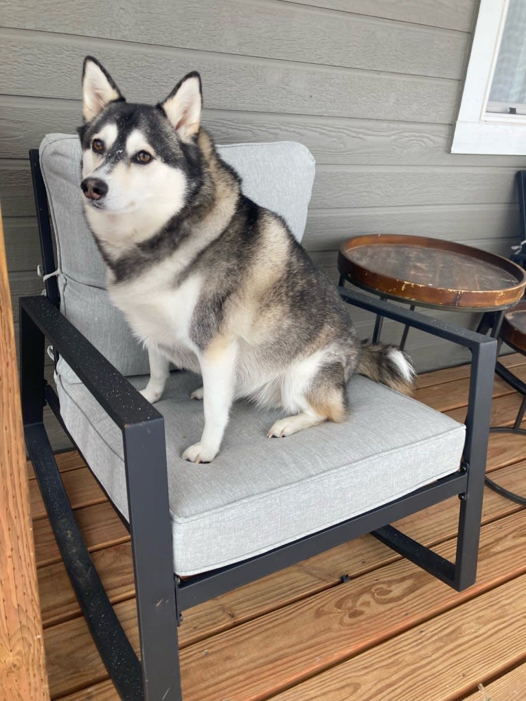 May, an Alaskan Klee Kai and Shiba Inu mix tested with EmbarkVet.com