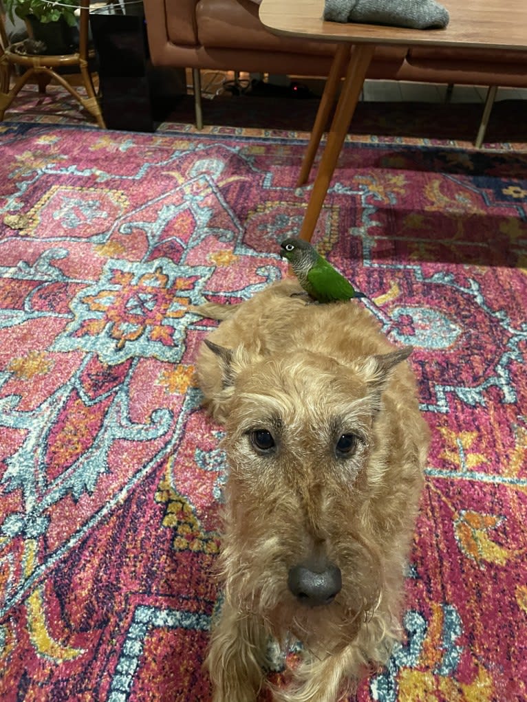 Josey, an Irish Terrier tested with EmbarkVet.com