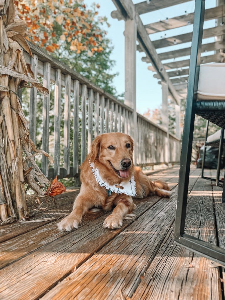 Marley, a Golden Retriever tested with EmbarkVet.com