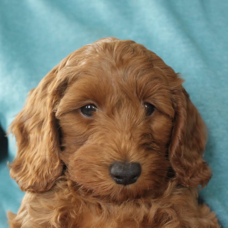 Newton, a Poodle (Small) and English Cocker Spaniel (Working Type) mix tested with EmbarkVet.com