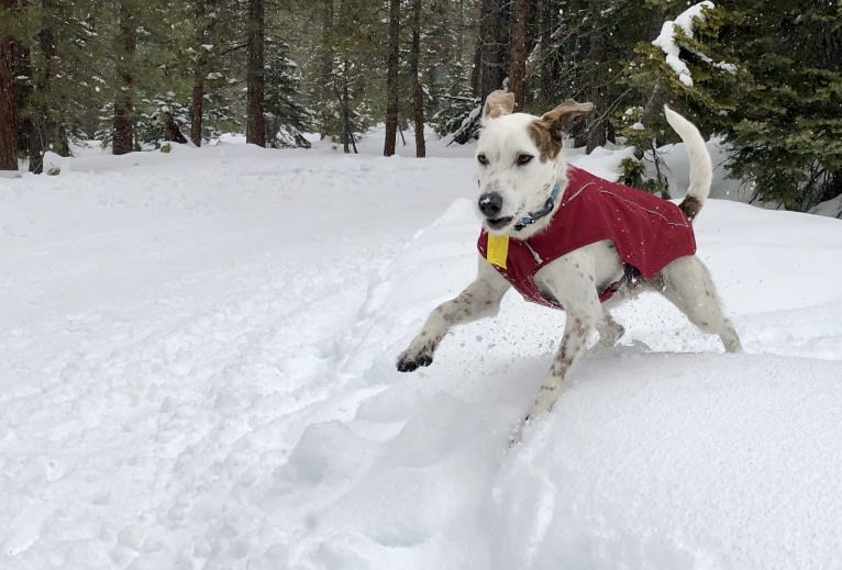 Sherlock, an Australian Cattle Dog and Poodle (Standard) mix tested with EmbarkVet.com