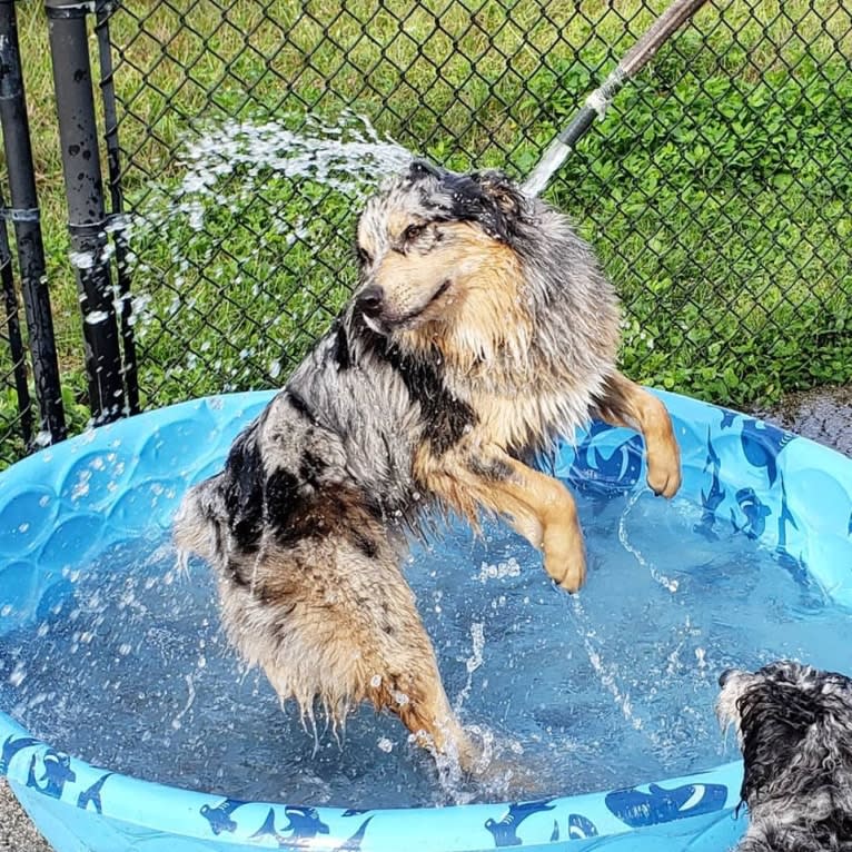 Dodge, an Australian Shepherd tested with EmbarkVet.com